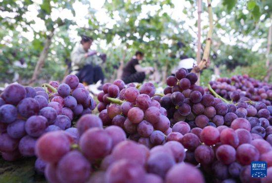 皇冠信用开户_立秋农事正当忙