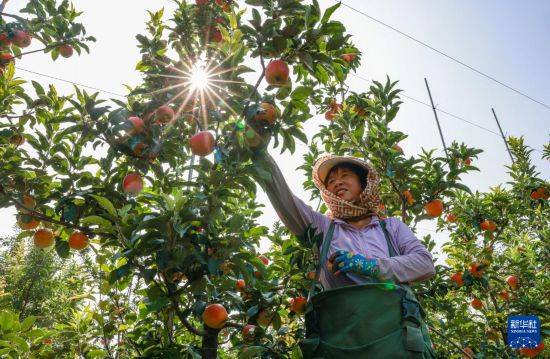 皇冠信用开户_立秋农事正当忙