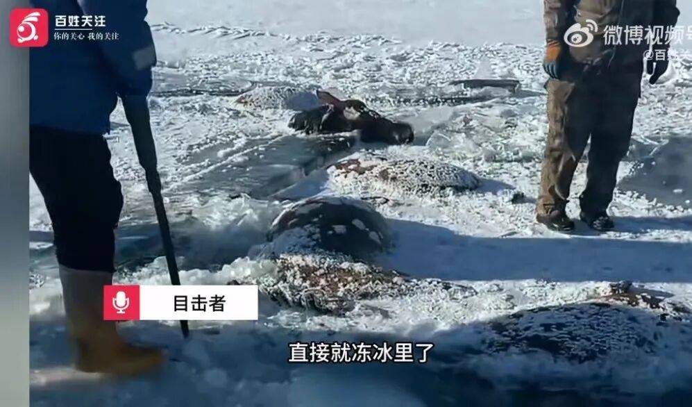 皇冠信用网怎么开户_黑龙江水库冰面下发现13匹冰冻马！马主：马扎堆喝水时冰面碎裂皇冠信用网怎么开户，坠冰窟冻死